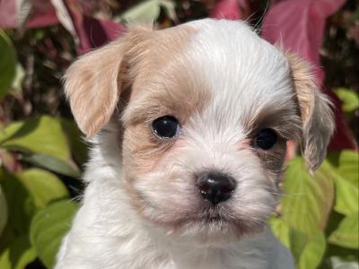 Cavachon puppies for sale in Cavan