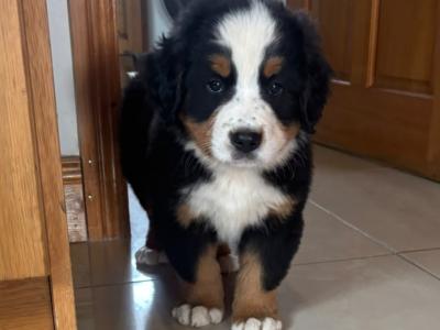 3 Bernese Mountain Dog puppies in Tipperary