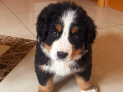 3 Bernese Mountain Dog puppies in Tipperary