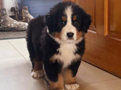 3 Bernese Mountain Dog puppies in Tipperary
