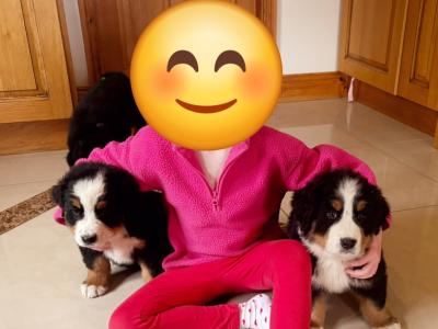 3 Bernese Mountain Dog puppies in Tipperary