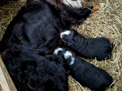 3 Bernese Mountain Dog puppies in Tipperary