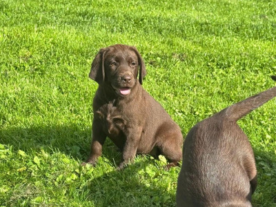 Stunning IKC Registered Chocolate Labrador puppies in Tipperary