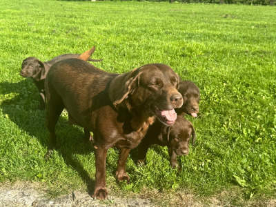 Stunning IKC Registered Chocolate Labrador puppies in Tipperary