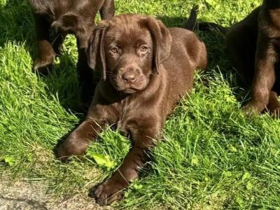 Stunning IKC Registered Chocolate Labrador puppies in Tipperary