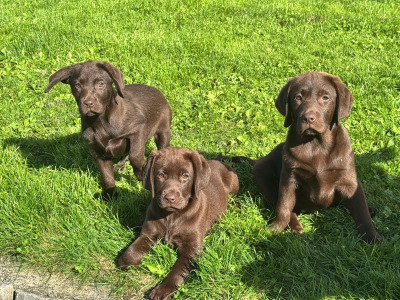 Stunning IKC Registered Chocolate Labrador puppies in Tipperary