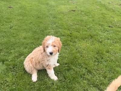 F2 Bernedoodle puppies (Bernese Mountain Dog x Poodle) in Wicklow