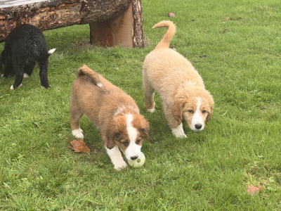 F2 Bernedoodle puppies (Bernese Mountain Dog x Poodle) in Wicklow