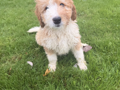 F2 Bernedoodle puppies (Bernese Mountain Dog x Poodle) in Wicklow