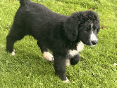 F2 Bernedoodle puppies (Bernese Mountain Dog x Poodle) in Wicklow