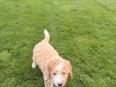 F2 Bernedoodle puppies (Bernese Mountain Dog x Poodle) in Wicklow