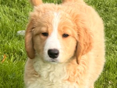 F2 Bernedoodle puppies (Bernese Mountain Dog x Poodle) in Wicklow