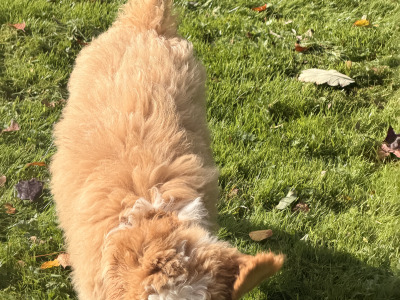 F2 Bernedoodle puppies (Bernese Mountain Dog x Poodle) in Wicklow