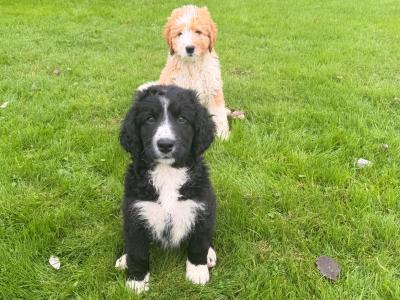 F2 Bernedoodle puppies (Bernese Mountain Dog x Poodle) in Wicklow