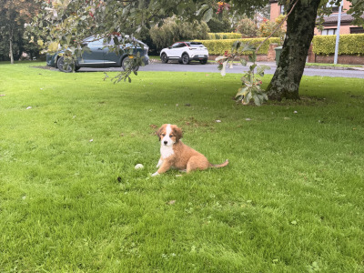 F2 Bernedoodle puppies (Bernese Mountain Dog x Poodle) in Wicklow