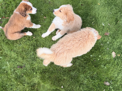 F2 Bernedoodle puppies (Bernese Mountain Dog x Poodle) in Wicklow