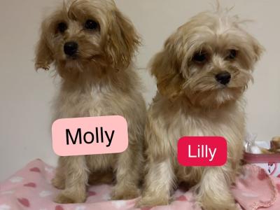 Gorgeous toilet trained Cavapoo puppies 🐶 😍 in Wexford
