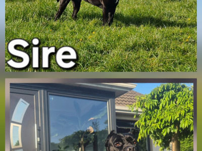 IKC Registered Cane Corso puppies in Wexford