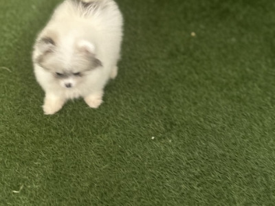 Male & female Tea Cup Pomeranian puppies available in Galway