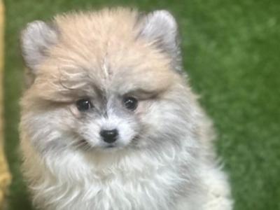 Male & female Tea Cup Pomeranian puppies available in Galway