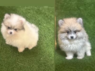 Male & female Tea Cup Pomeranian puppies available in Galway