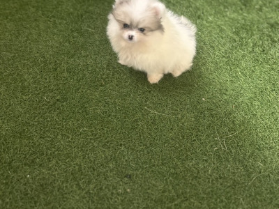 Male & female Tea Cup Pomeranian puppies available in Galway