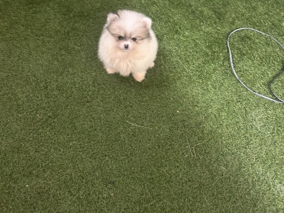 Male & female Tea Cup Pomeranian puppies available in Galway
