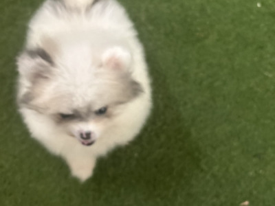 Male & female Tea Cup Pomeranian puppies available in Galway