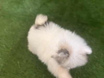 Male & female Tea Cup Pomeranian puppies available in Galway
