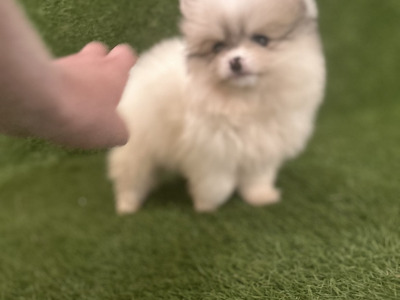 Male & female Tea Cup Pomeranian puppies available in Galway