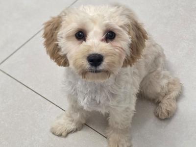 Maltese x Cavapoo puppies for sale in Gorey Co Wexford