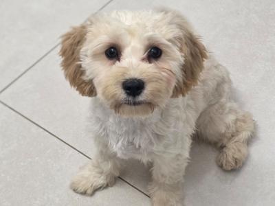 Maltese x Cavapoo puppies for sale in Gorey Co Wexford