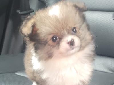 Beautiful small male Chihuahua x Pomeranian puppy in Galway