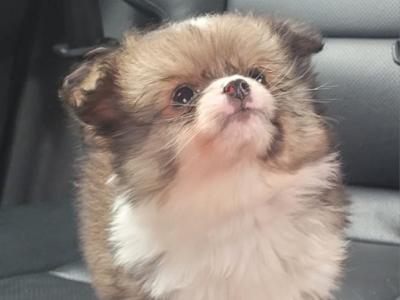 Beautiful small male Chihuahua x Pomeranian puppy in Galway