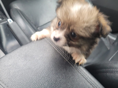 Beautiful small male Chihuahua x Pomeranian puppy in Galway