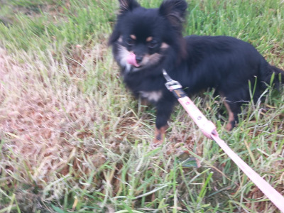 Beautiful small male Chihuahua x Pomeranian puppy in Galway