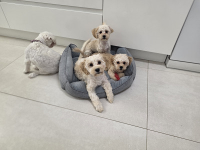 Maltese x Cavapoo puppies for sale in Gorey Co Wexford