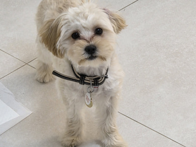 Maltese x Cavapoo puppies for sale in Gorey Co Wexford