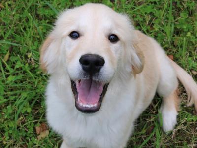 Beautiful Show Quality IKC Registered (Pending) Golden Retriever puppies available in Laois