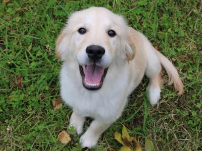 Beautiful Show Quality IKC Registered (Pending) Golden Retriever puppies available in Laois