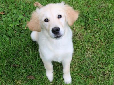 Beautiful Show Quality IKC Registered (Pending) Golden Retriever puppies available in Laois