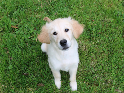 Beautiful Show Quality IKC Registered (Pending) Golden Retriever puppies available in Laois