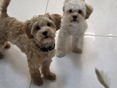 Maltese x Cavapoo puppies for sale in Gorey Co Wexford