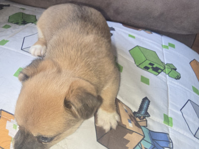 Jack Russell x Chihuahua puppies for sale