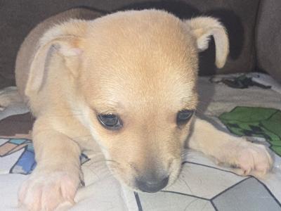 Jack Russell x Chihuahua puppies for sale