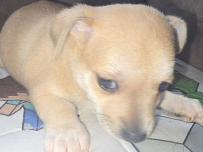 Jack Russell x Chihuahua puppies for sale