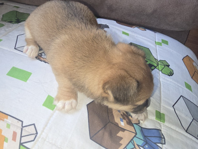 Jack Russell x Chihuahua puppies for sale
