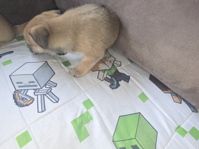 Jack Russell x Chihuahua puppies for sale