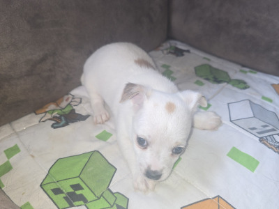 Jack Russell x Chihuahua puppies for sale