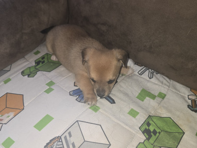 Jack Russell x Chihuahua puppies for sale